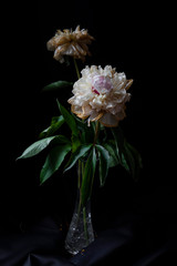 pink and white flower