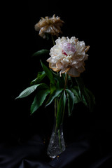 pink and white flower