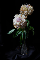 pink and white flower