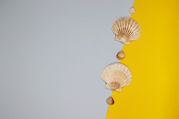 Summer concept with shell with background of summer colors