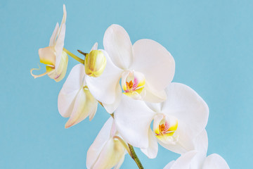 Fototapeta na wymiar Beautiful white orchid on a turquoise background. Stunningly beautiful blooming orchids close-up.