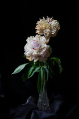 pink and white flower