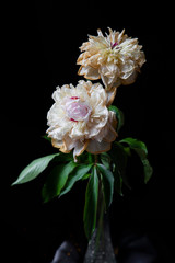 pink and white flower