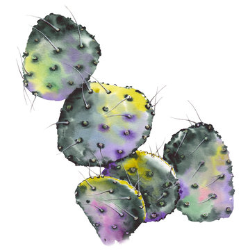 recommend clip art: Beautiful watercolor cactus.