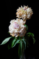 pink and white flower