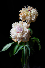 pink and white flower