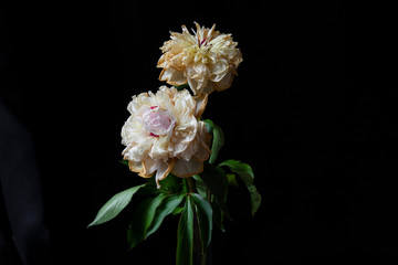 pink and white flower