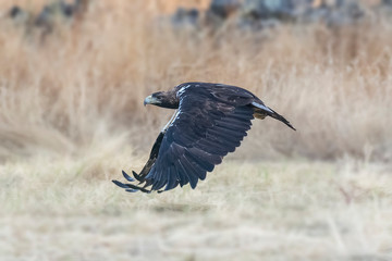 Iberian imperial eagle in flight