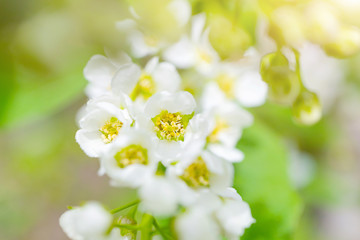 Blooming bird cherry close-up. Detailed macro photo. Beautiful white flowers. Great image for postcards. The concept of spring, summer, flowering..