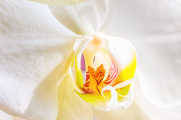 White orchid flower, fragment, macro