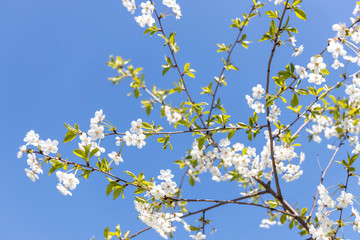 Blooming cherry on a background of blue sky. White flowers on a blue background close-up.Spring blooming sakura cherry flowers branch..