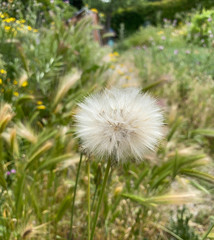dandelion in a field of various flowers in spring