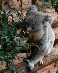 koala in a tree
