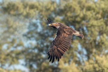 Iberian imperial eagle in flight
