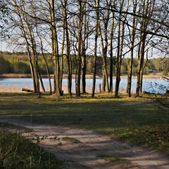 dirt road and a row of tree trunks on the background of the lake