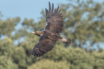 Iberian imperial eagle in flight