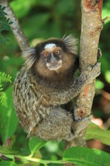 monos micos animales 