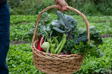 fresh and natural vegetables in a basket