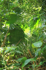 Obraz premium naruraleza bosque verde 
