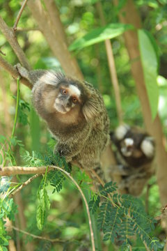 monos micos animales 