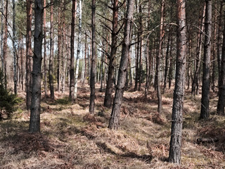 Obraz premium forest in vintage colour in Poland