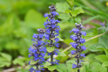 Ajuga reptans grows and blooms in herbs