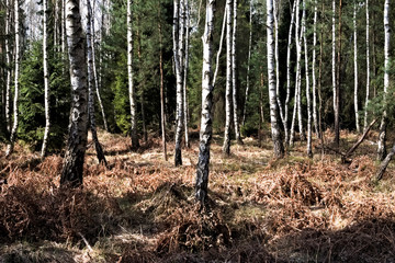 Withered ferns and birches in the forest.
