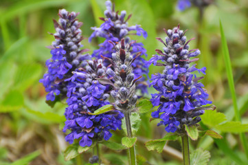 Ajuga reptans grows and blooms in herbs