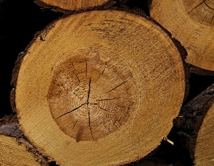 Naklejka premium cross-section of a pine trunk, texture or background