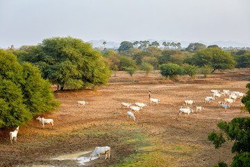 A herd of cows grazing in the fertile plains of Old Bagan, famous for thousands of Buddhist stupas...