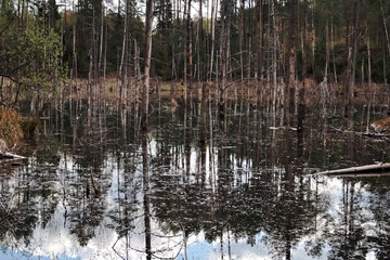 forest pond, reflection in the water of trees and sky - obrazy, fototapety, plakaty