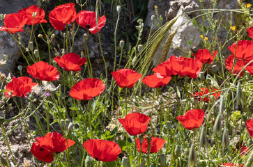 A Field of Wild Poppies in Jerusalem, Israel
