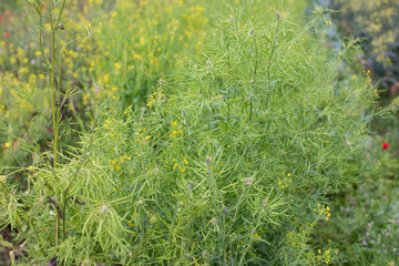 eological agriculture orchard