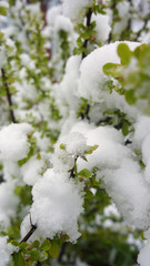close up of green flowers macro under the snow freeze in summer