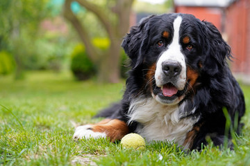 Bernese Mountain Dog lying on the grass in the garden, tennis ball next to him. 