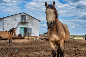 Village horses stand in the barnyard. Photographed close-up.