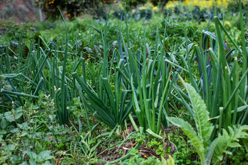 eological agriculture orchard