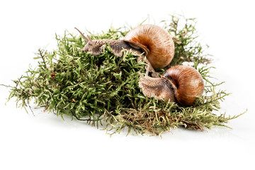 Obraz premium Garden snail isolated on white Helix Pomatia Snail with brown striped shell space for text