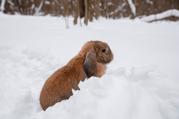 Obraz premium Dutch rabbit sits in the snow.
