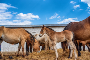 Village horses stand in the barnyard. Photographed close-up.