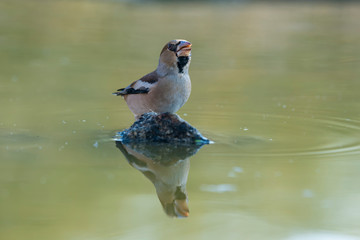 hawfinch drinking water in pond