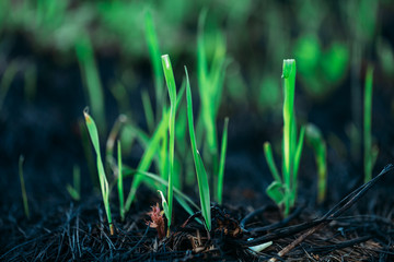 Germination of grass after a fire, restoration of nature, natural selection