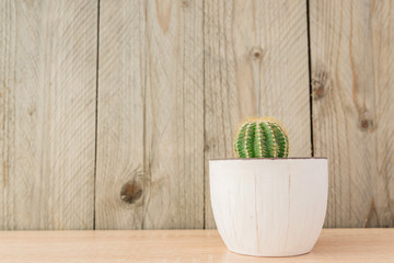 Echinopsis Eirieza cactus in white rustic ceramic pot on wooden background. Domestic gardenning for beginners. Copy space for text.