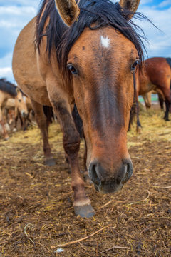 Village horses stand in the barnyard. Photographed close-up.