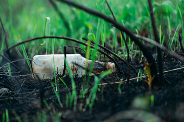 Obraz premium Environmental pollution, germination of grass after a fire, restoration of nature, natural selection