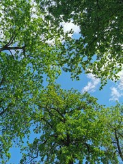 Very large and tall green trees