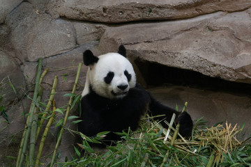 Fototapeta na wymiar Panda eating a bamboo