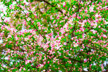 Obraz na płótnie Canvas pink Apple blossoms in the garden in spring