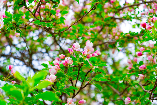 pink Apple blossoms in the garden in spring © Сергей Храмов