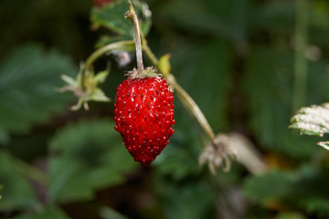 Fall. Late garden strawberry (lat.Fragária).